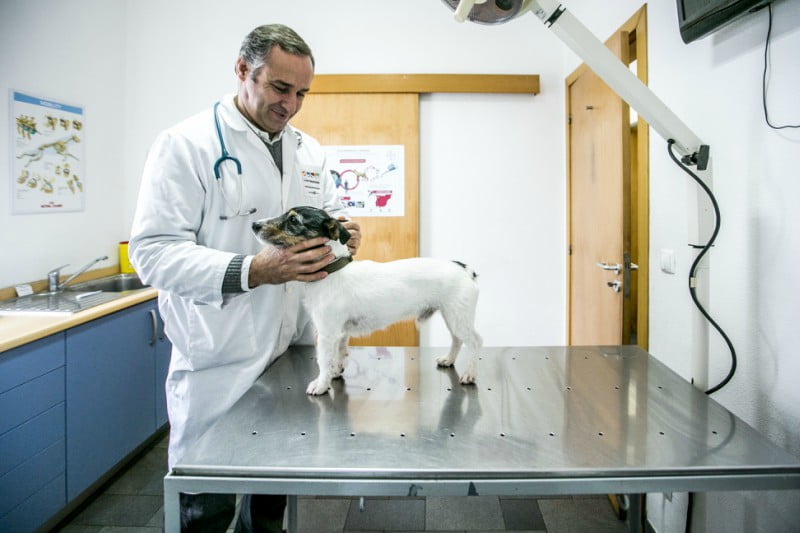 Darf Das Veterinäramt Einfach Auf Mein Grundstück Centro Veterinário de Estremoz e Vila Viçosa: “Está na hora de crescer”
