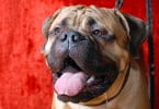 boxer