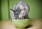 gato comer