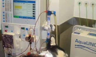 cão diálise