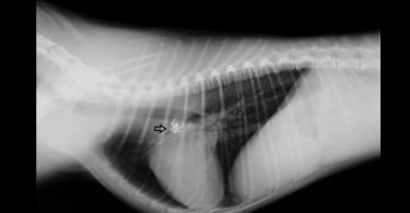 Centro de Formação Montenegro organiza curso de Traumatologia e Ortopedia