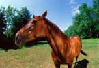 cavalo em cores garridas