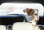 cão num carro