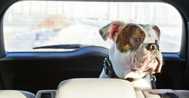 cão num carro