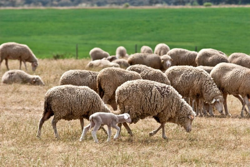 ovelhas Veterinária Atual e