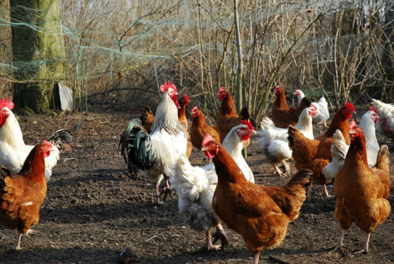 Edição genética pode ajudar a criar aves resistentes à gripe aviária