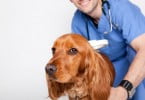 cão microchip