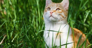 gato Veterinária Atual