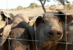 Projeto de zootecnia de precisão apresenta-se em novembro, em Évora