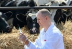 veterinário vacas