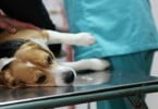 Infeções do trato urinário comuns em cães com carcinoma de células de transição