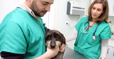 112 Animal - A principal doença que assola muitos CAMVs é a crise