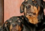 Código do Animal de Companhia: MA não quer mais do que dois cães por apartamento