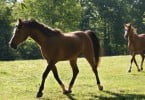 Évora: dois cavalos morreram por alegada intoxicação alimentar