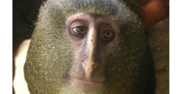 Encontrada nova espécie de primata em África