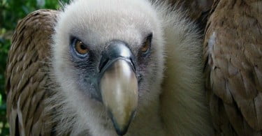 Zoo de Lisboa comemora Dia Internacional do Abutre