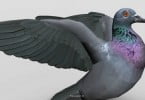 Criado software de aprendizagem de anatomia das aves em 3D