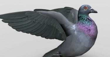 Criado software de aprendizagem de anatomia das aves em 3D