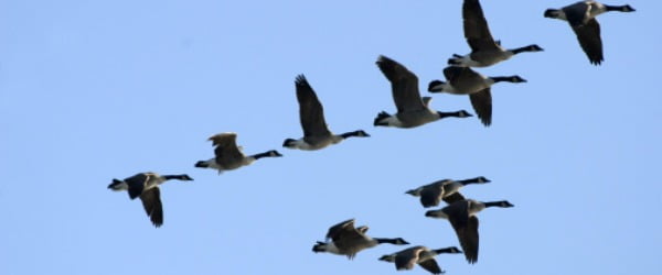 Guia das Aves regressa a 4 de outubro