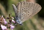 Encontradas novas populações da rara borboleta-azul em Portugal