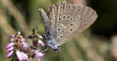 Encontradas novas populações da rara borboleta-azul em Portugal