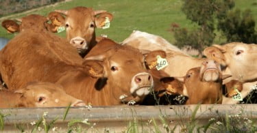 Rússia suspende importação de animais vivos da UE