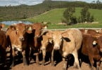 DGAV esclarece sobre procedimentos a aplicar em matadouros