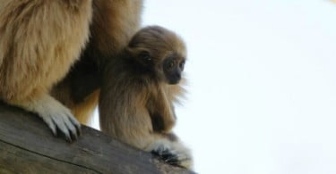 Nova cria de Gibão-de-mãos-brancas no Jardim Zoológico