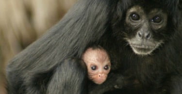 Cria de macaco-aranha-da-colômbia nasce no Zoo de Lisboa