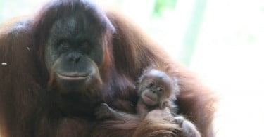 Zoológico anuncia nascimento de orangotango-de-sumatra