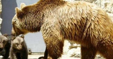 ZOO de Lisboa tem duas novas crias de urso-pardo