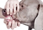 Medicina Dentária Veterinária: Novas oportunidades e descobertas