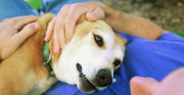 Cães são os animais com maior empatia pelos humanos