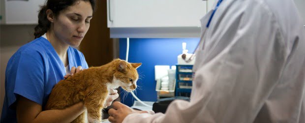 Hospital Veterinário da Maia aconselha cuidados especiais no verão