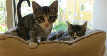 Inaugurado abrigo eco-friendly para gatos nos EUA