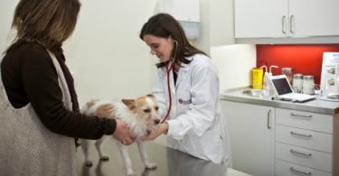 Hospital Veterinário da Maia alerta para aumento do abandono de animais