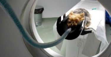 Hospital de Referência Veterinária Montenegro alarga serviços médicos