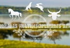 Jornadas Multidisciplinares de Medicina Veterinária voltam em maio