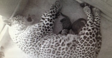 Casal de Leopardos-da-pérsia enviado pelo Zoo de Lisboa tem crias na Rússia