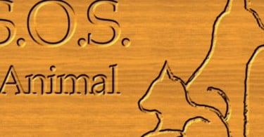 Vice-Presidente da SOS Animal nomeada para prémio Mulher Activa