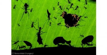 As melhores 96 fotografias do mundo animal