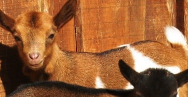 Monte Selvagem com 29 crias