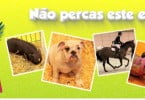 PetFestival regressa à FIL já no final do mês