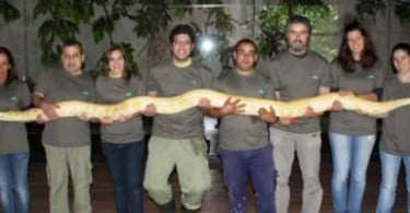 Zoo da Maia tem uma píton de Burma