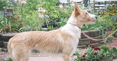 Cão Serra de Aires e Podengo em risco de extinção