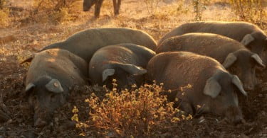 Novo teste laboratorial permite detetar anticorpos para a diarreia epidémica suína