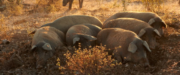 Novo teste laboratorial permite detetar anticorpos para a diarreia epidémica suína