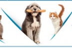 Moda para animais de estimação em destaque na Propet 2015