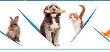 Moda para animais de estimação em destaque na Propet 2015