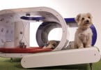 Samsung cria casota de luxo para cães